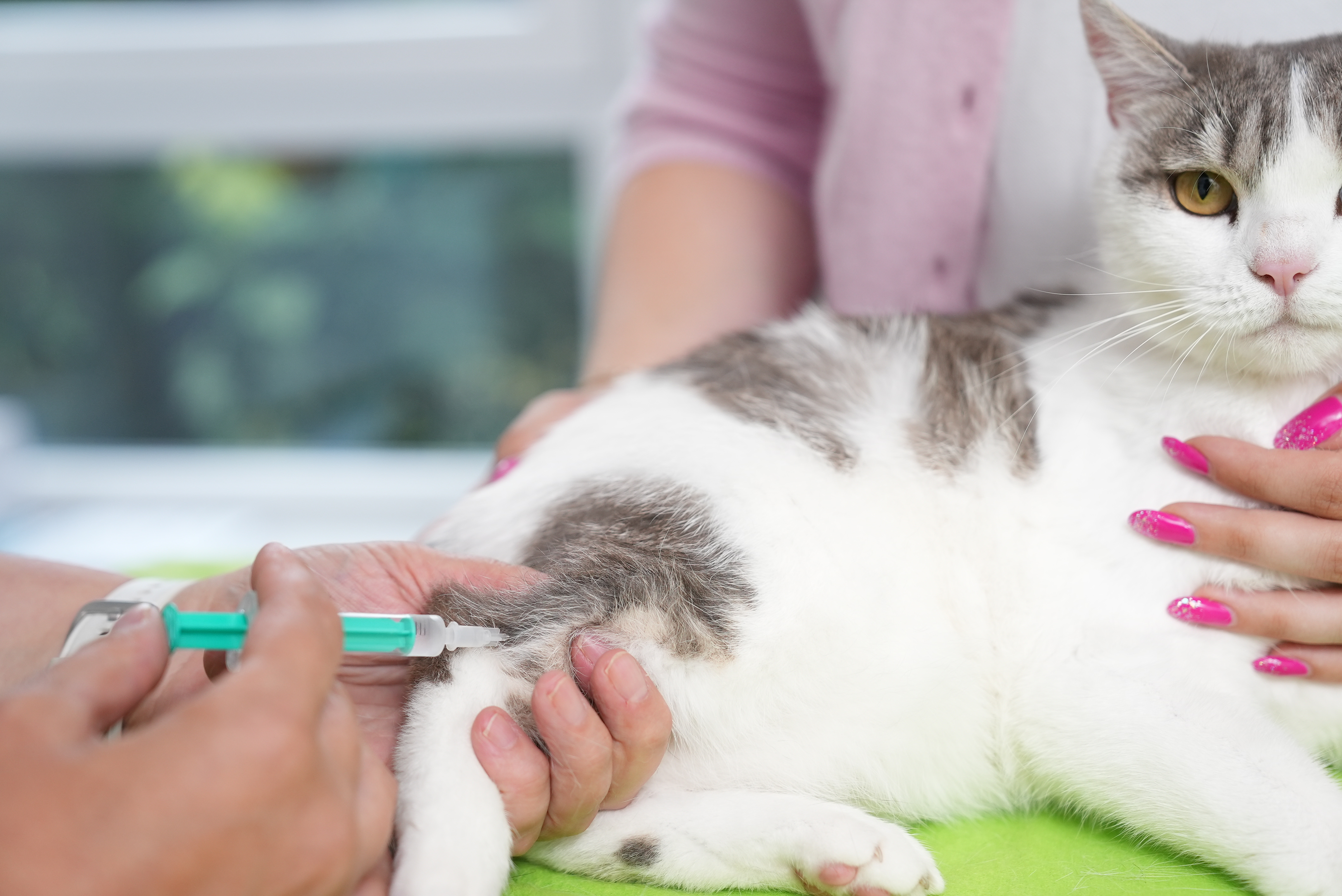 Beitragsbild zu Präventive Medizin – Für ein langes und gesundes Leben Ihres Haustiers