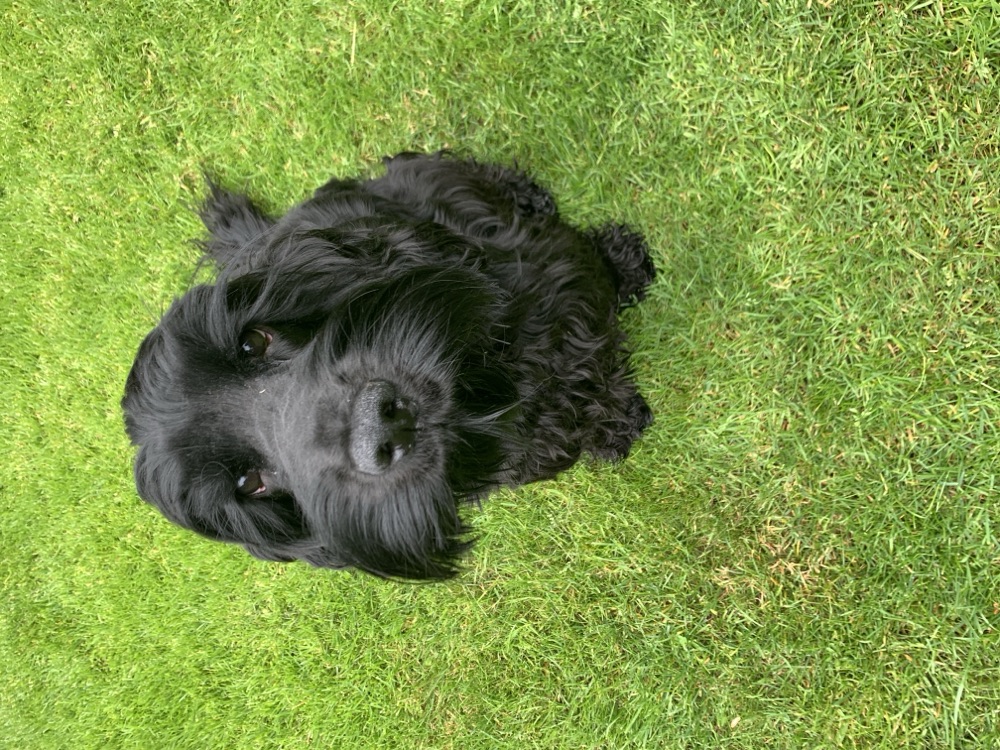 Hund Bentzel