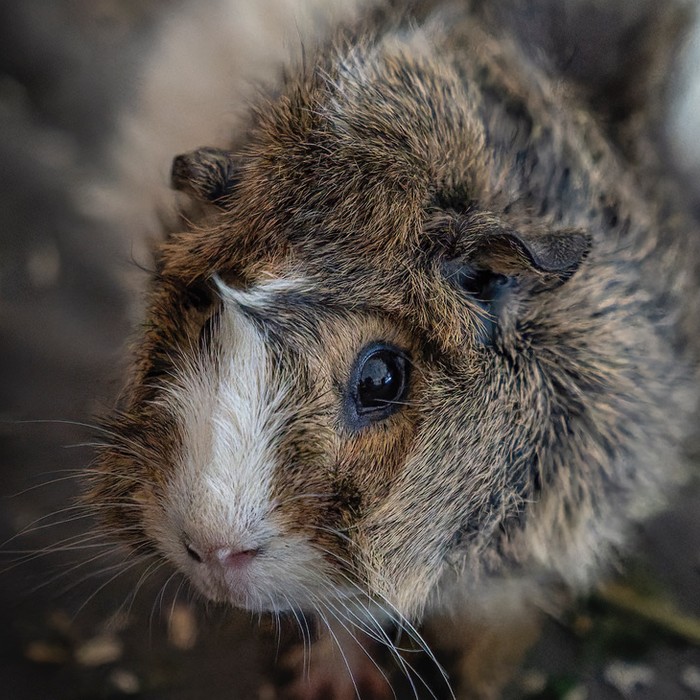 Meerschweinchen Leah