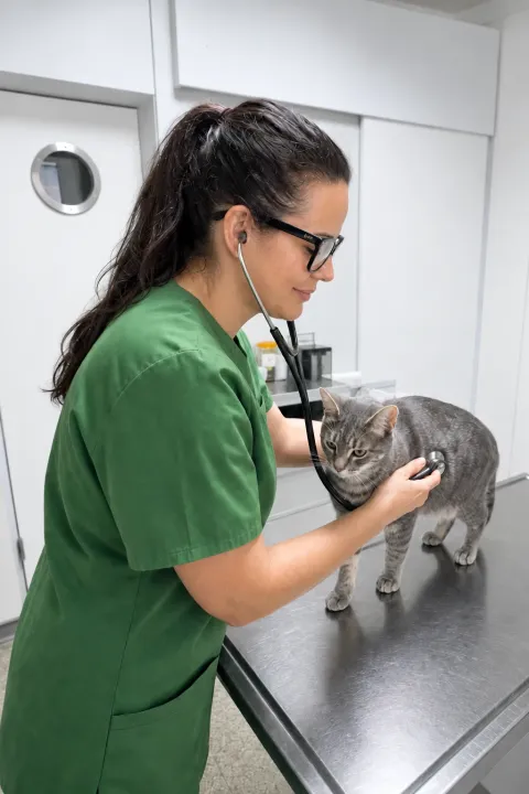 Dr. Cavalcanti untersucht eine Katze bei der Vorsorge mit dem Stethoskop