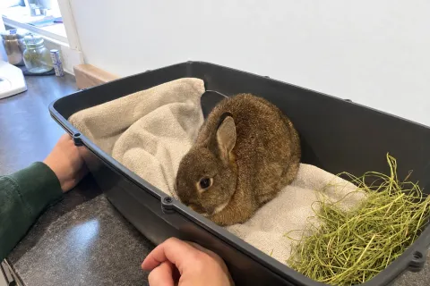 Kaninchen im Aufwachkorb mit Heu