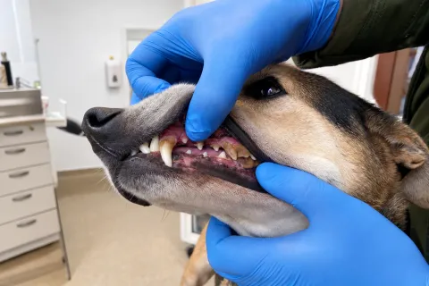 Zähne eines Hundes mit Zahnstein, die Lefze angehoben