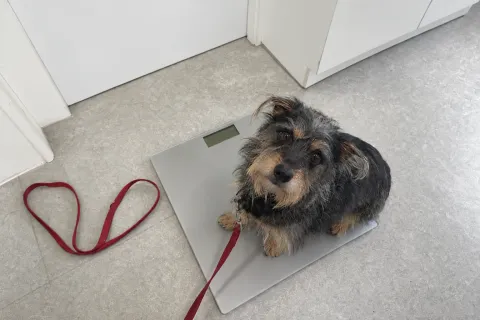 Kleiner Hund sitzt auf der Waage in der Praxis und schaut nach oben