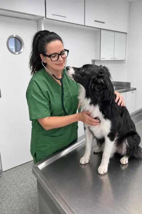 Dr. Cavalcanti hört einen Hund vor der Operation mit dem Stethoskop ab