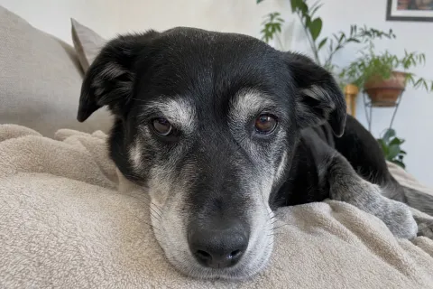 Älterer Hund mit grauer Schnauze liegt auf einer Decke und schaut ruhig in die Kamera