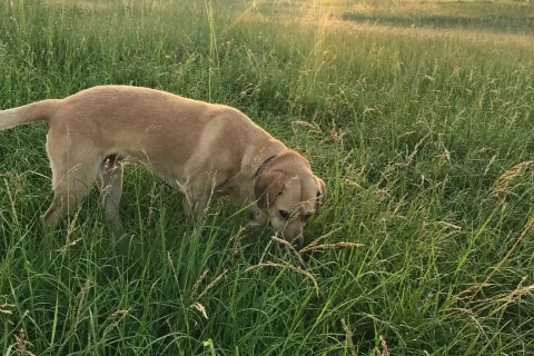 Hund schnüffelt mit gesenkter Nase im hohen Gras einer Wiese