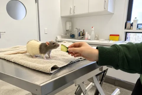 Eine weiß-graue Farbratte steht auf einem gefalteten Handtuch auf dem Behandlungstisch