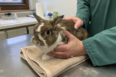 Kaninchen auf dem Behandlungstisch, von zwei Händen gehalten
