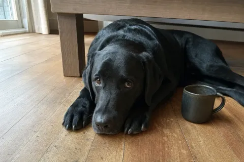 Schwarzer Labrador liegt mit dem Kopf auf den Pfoten unter einem Holztisch, daneben eine Tasse