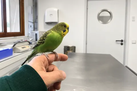 Ein grün-gelber Wellensittich sitzt auf dem Zeigefinger einer Hand im grünen Ärmel