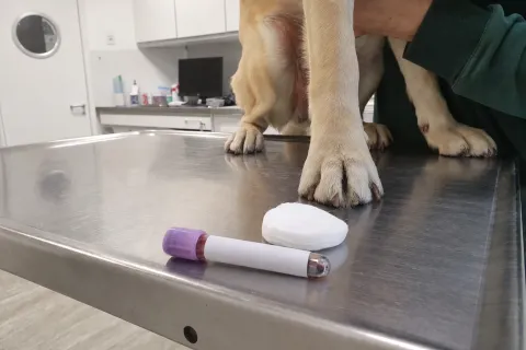 Blutröhrchen neben der Pfote eines Hundes auf dem Behandlungstisch