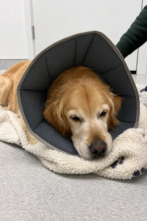 Hund mit Halskragen ruht nach der Operation auf einer Decke