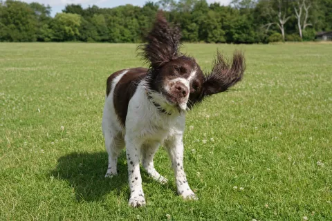 Hund schüttelt sich auf einer sonnigen Wiese, die Ohren fliegen dabei nach oben