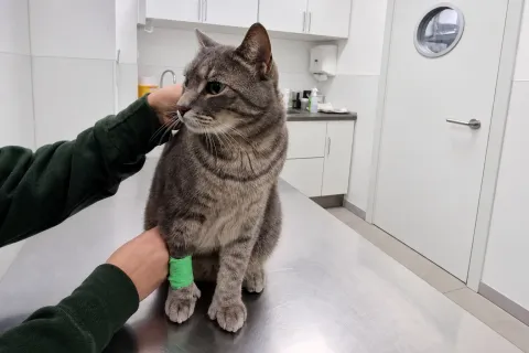 Katze mit kleinem Verband am Bein nach der Blutabnahme